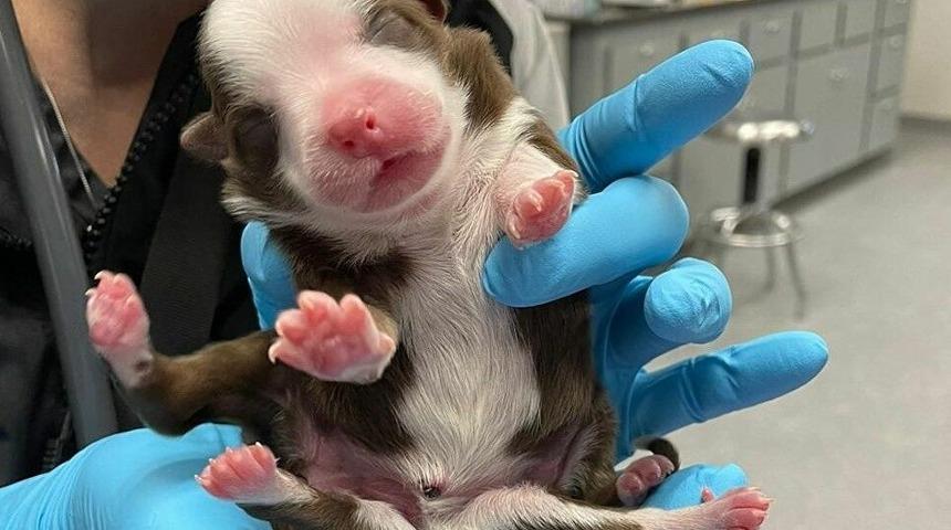 ABD'de bir köpek 6 ayaklı ve iki kuyruklu doğdu