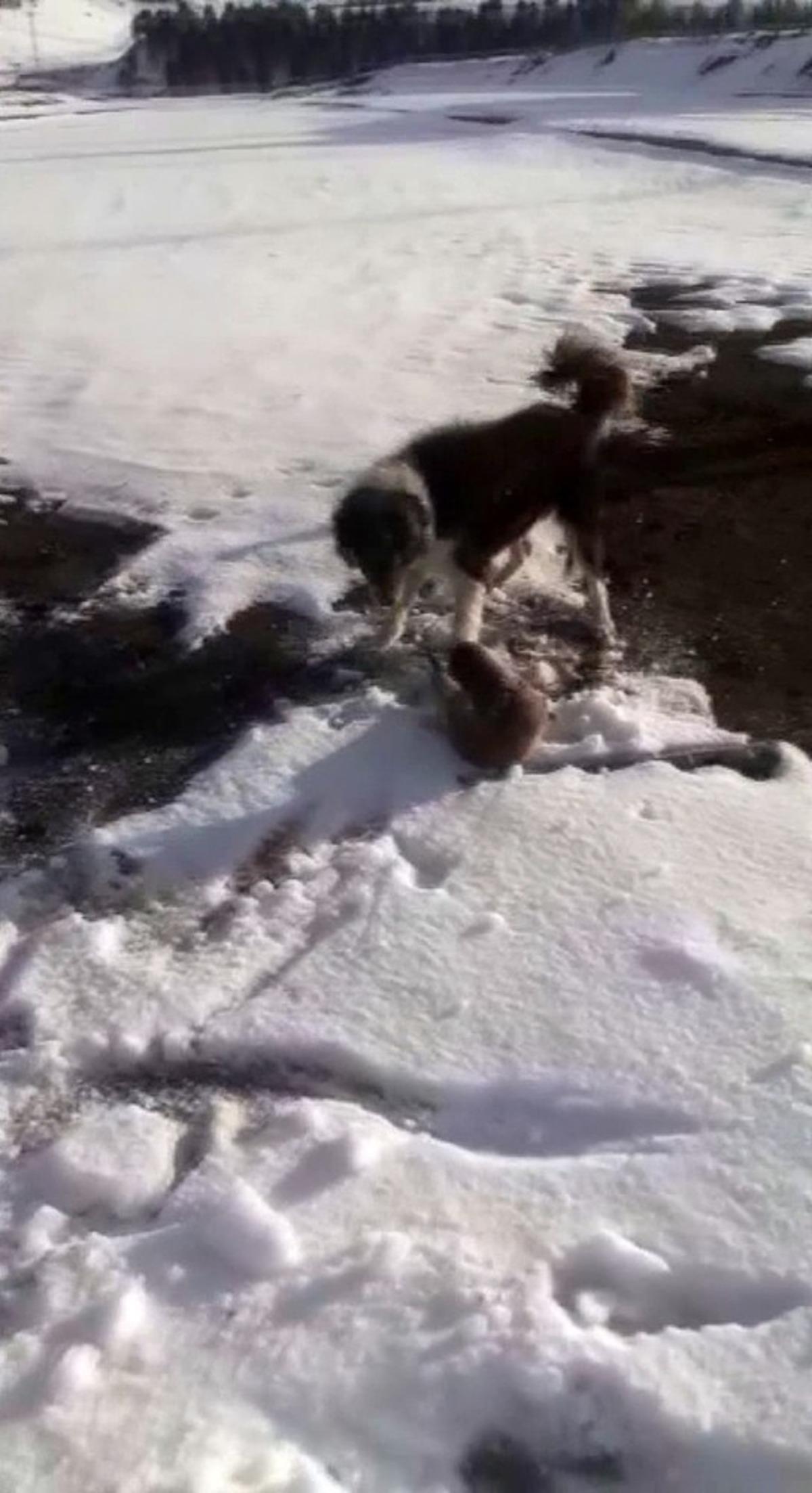 K&ouml;peklerin par&ccedil;alamaya &ccedil;alıştığı su samuru son anda kurtuldu