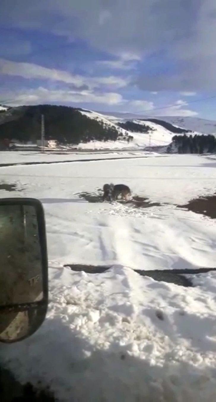 Köpeklerin parçalamaya çalıştığı su samuru son anda kurtuldu G2