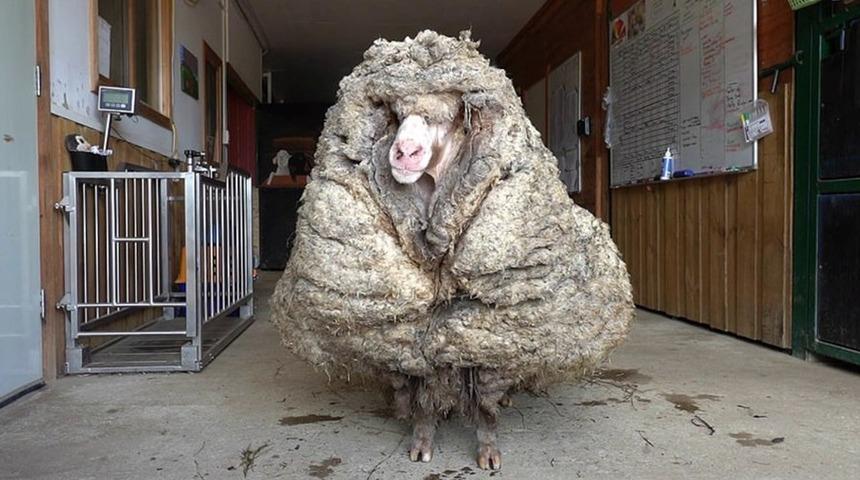 5 yıl başıboş gezdi, 35 kilo yün bıraktı!