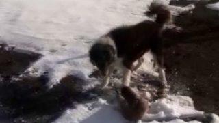 Su samuru köpeklerin elinden son anda kurtuldu!