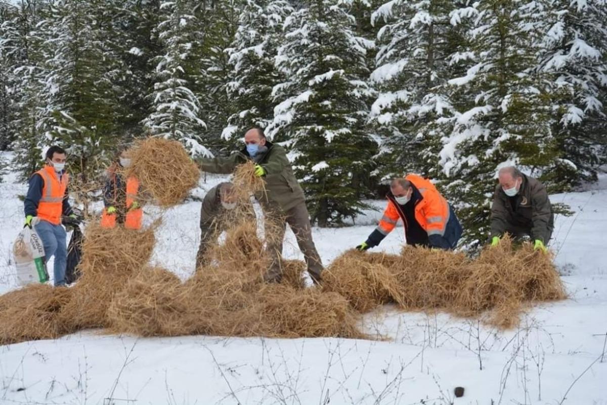 Yaylacık Ormanları&rsquo;nda yılkı atlarına yem desteği