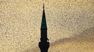 Manisa'da sığırcık kuşlarının gökyüzünde dansı ilgi çekti