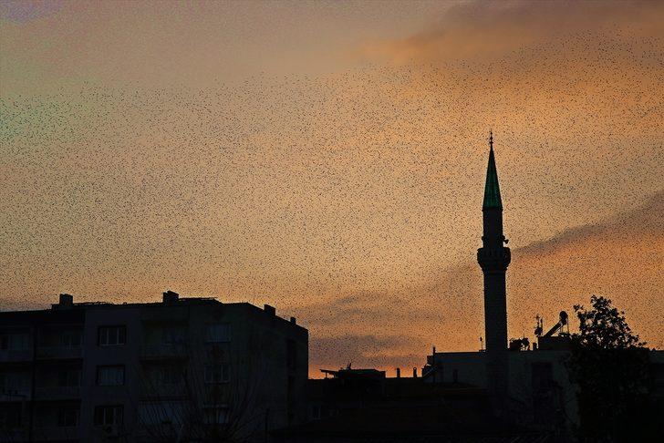 Manisa'da sığırcık kuşlarının gökyüzünde dansı ilgi çekti G2