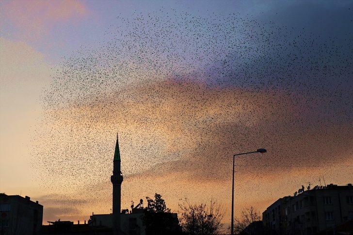 Manisa'da sığırcık kuşlarının gökyüzünde dansı ilgi çekti G3
