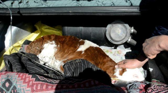 Hasta buzağı özel otomobille veterinere getirildi