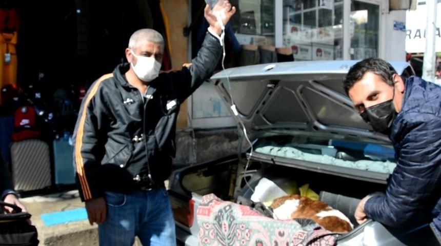 Hasta buzağı &ouml;zel otomobille veterinere getirildi
