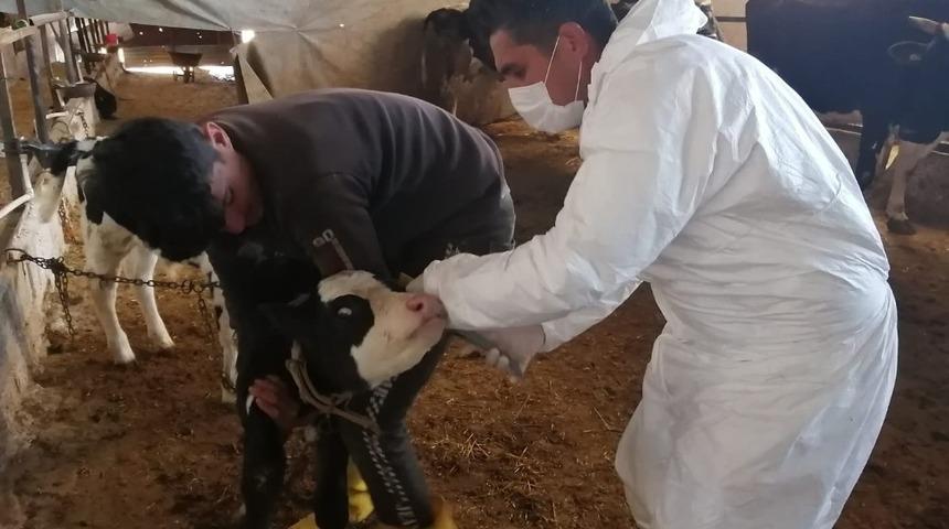 Kilis&rsquo;te b&uuml;y&uuml;kbaş hayvanların aşılanmasına başlandı