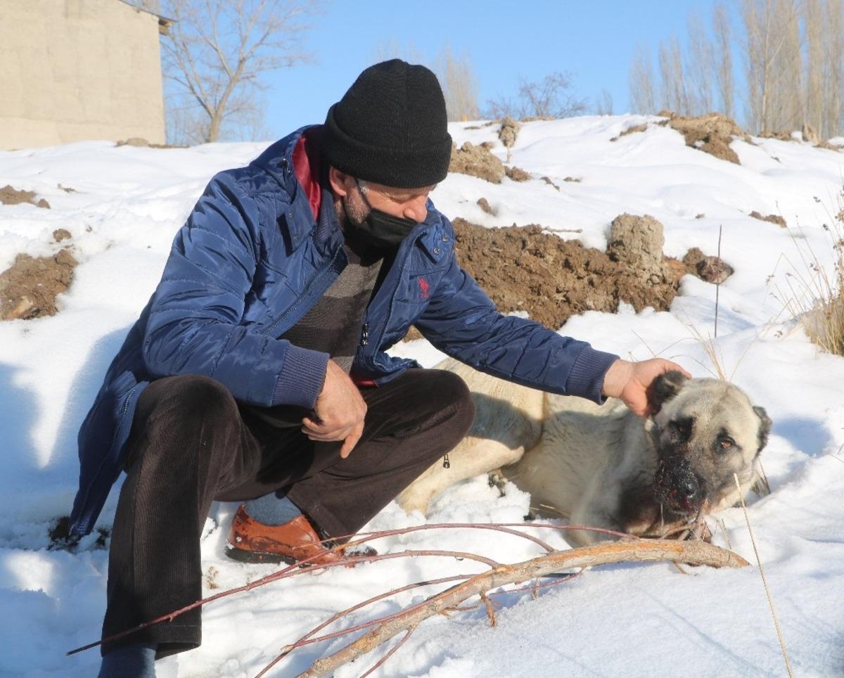 Kazlarını yiyen 2 k&ouml;peği av t&uuml;feğiyle vurdu