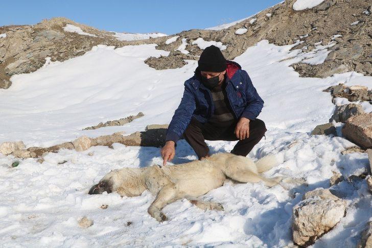 Kazlarını yiyen 2 köpeği av tüfeğiyle vurdu G2