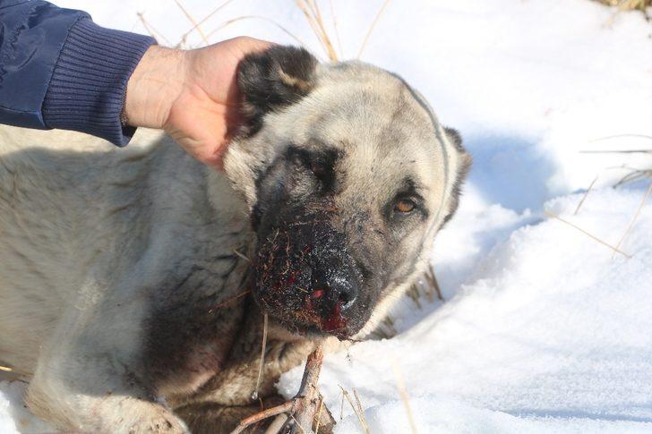 Kazlarını yiyen 2 köpeği av tüfeğiyle vurdu G3