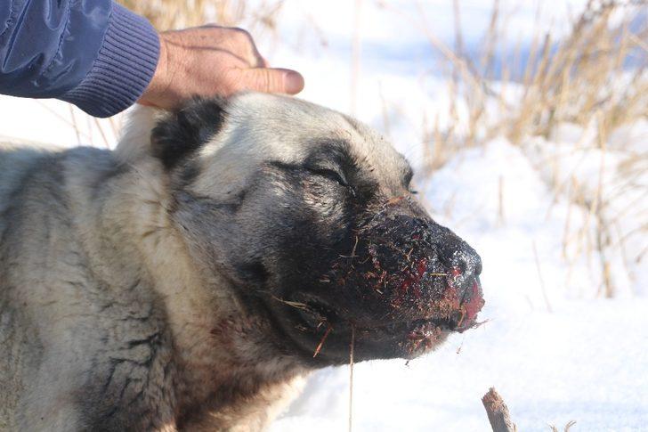 Kazlarını yiyen 2 köpeği av tüfeğiyle vurdu G4