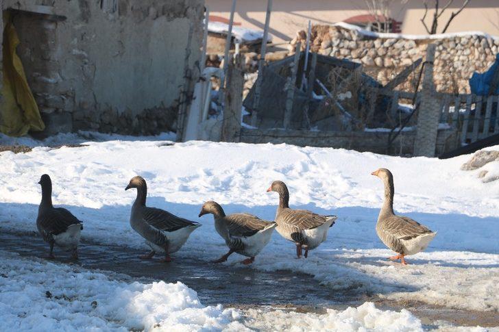 Kazlarını yiyen 2 köpeği av tüfeğiyle vurdu G5