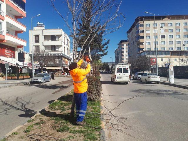 Cadde ve yollardaki ağaçların budanmaya devam ediliyor