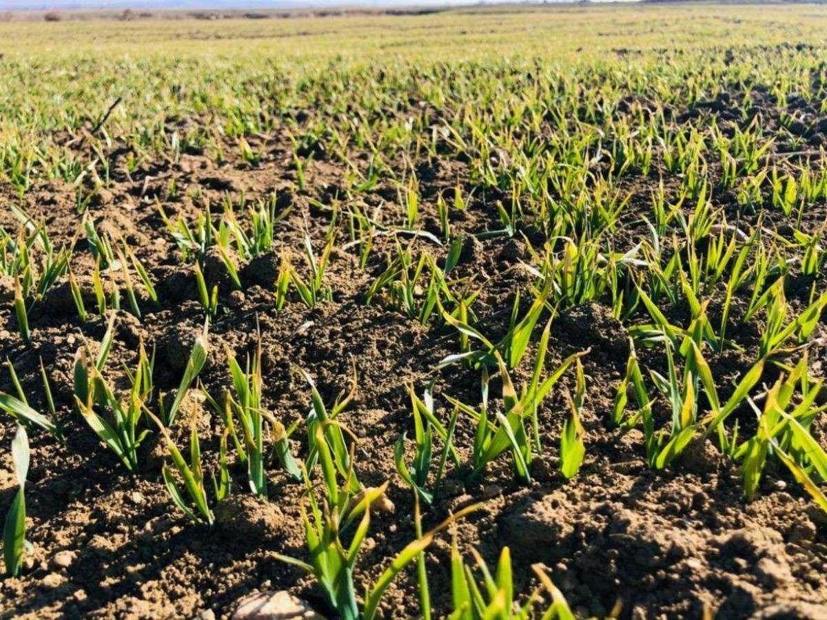 Yağış g&ouml;ren buğday, &lsquo;kardeşlenme&rsquo; aşamasında