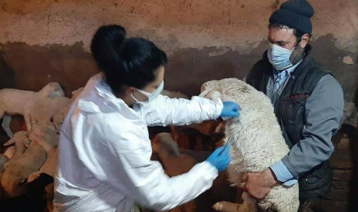 Aslanapa&rsquo;da k&uuml;&ccedil;&uuml;kbaş hayvanlar aşılanıyor