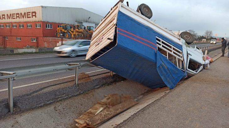 Kamyonet ters döndü, kasadaki koyunlar telef oldu G4