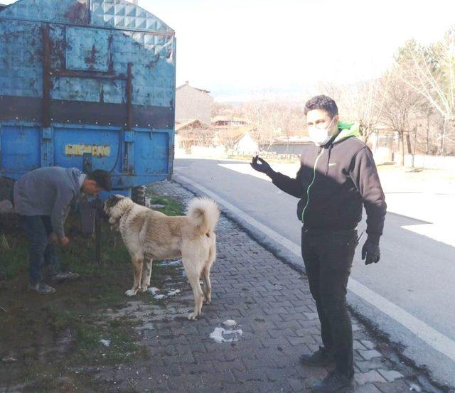 Hisarcık’ta sahipli kedi ve köpeklere kuduz aşısı yapılıyor