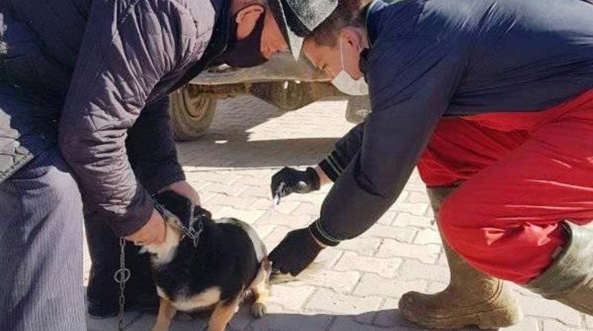 Hisarcık&rsquo;ta sahipli kedi ve k&ouml;peklere kuduz aşısı yapılıyor