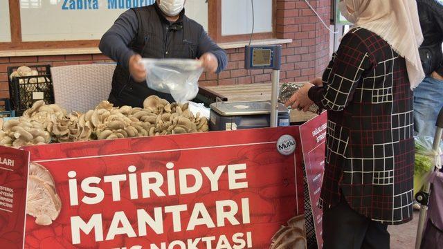 Aliağa’da istiridye mantarlarının ilk mahsulleri satışa sunuldu