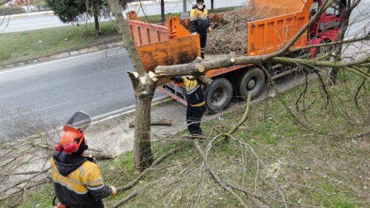 İstanbul'un ağaçlarında teke böceği tehlikesi! 2 ayda 180 ağaç kesildi
