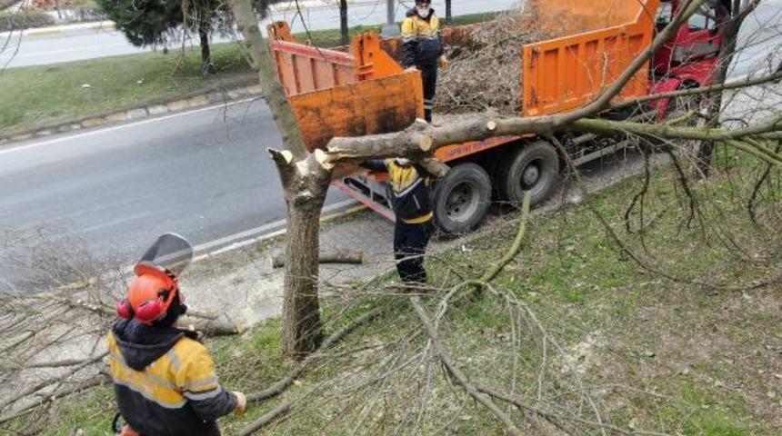 İstanbul'un ağaçlarında teke böceği tehlikesi! 2 ayda 180 ağaç kesildi