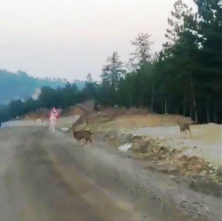 Ceylanların yolda yiyecek arayışı kameraya yansıdı G2