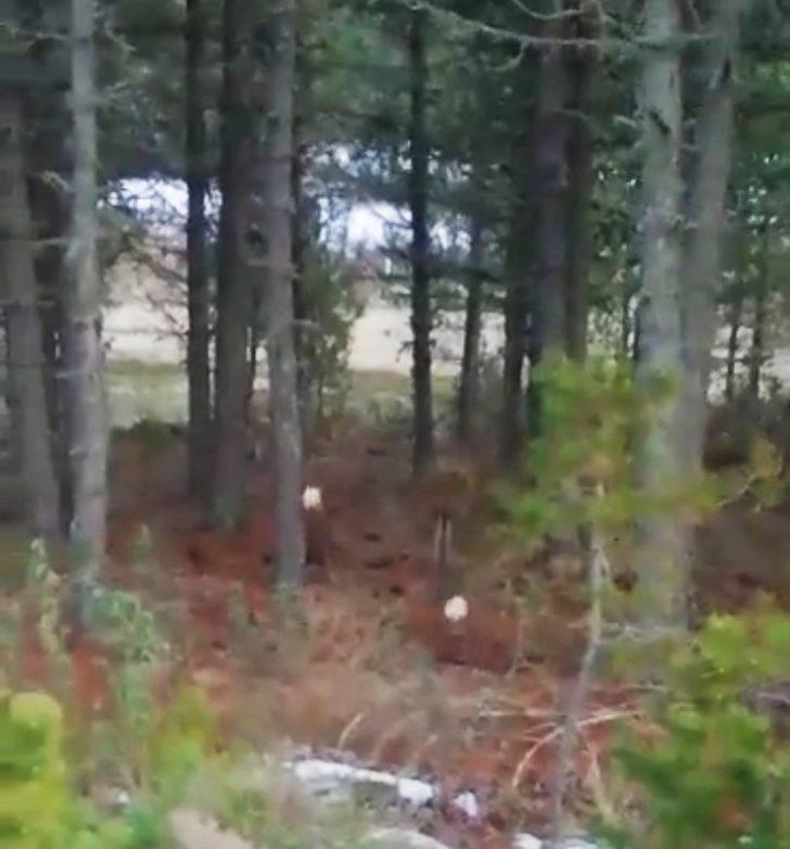 Ceylanların yolda yiyecek arayışı kameraya yansıdı G3