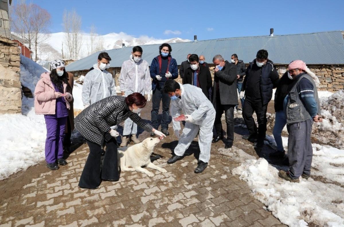 Van B&uuml;y&uuml;kşehir Belediyesi insan ve hayvan sağlığı i&ccedil;in sahada
