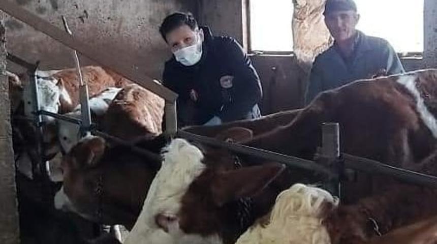 Sinop&rsquo;ta şap aşılaması başladı