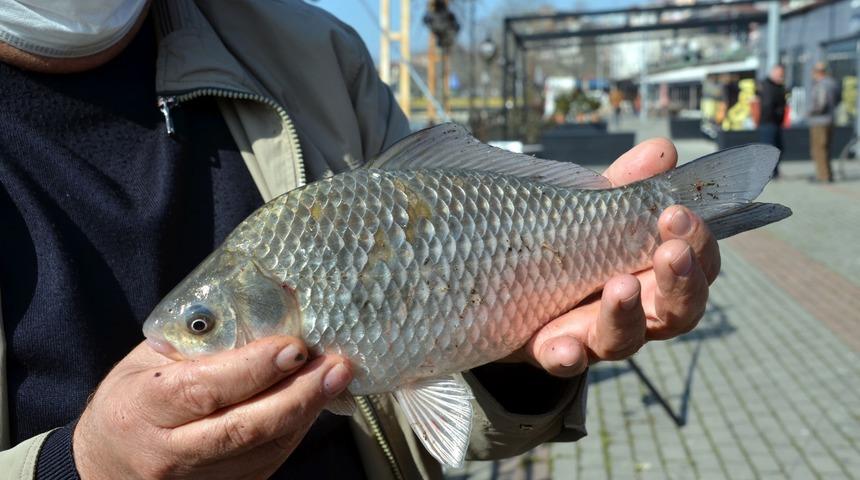 Zonguldak'ta ortaya çıktı! Balıkçılar endişeli: Hızla çoğalıyorlar