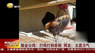 Öterken bayılan Denizli horozunun ünü sınırları aştı