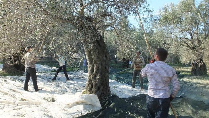 Zeytinlerde halkalı leke hastalığı mücadelesi başlatıldı G3