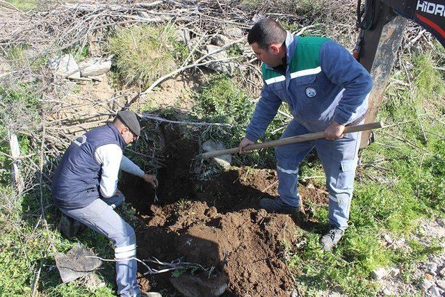 Burhaniye’de Bahadınlı yolu ağaçlandırıldı