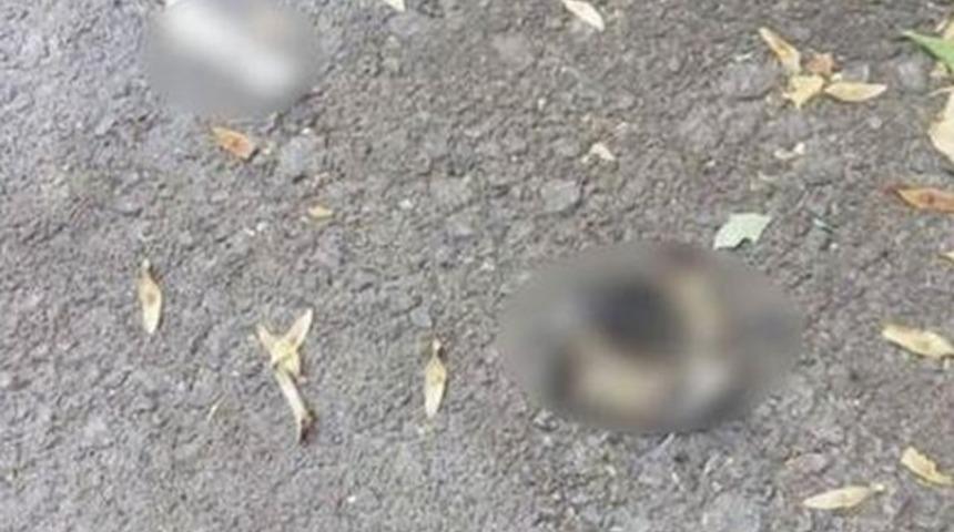 Antalya Muratpaşa'da vahşet! Kediyi doğradılar