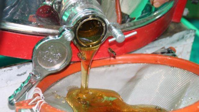 Dünyaca ünlü Anzer balı 'Coğrafi İşaret' tescili aldı