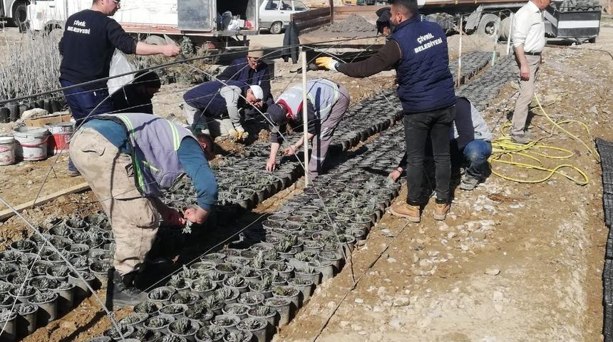 &Ccedil;ivril&rsquo;de lavanta &uuml;retimi artıyor