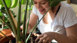 Çiçek bakımında dikkat etmeniz gerekenler! Sardunyayı Mart ayında, menekşeyi ise...
