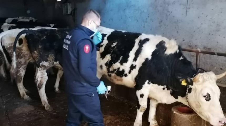 Tekirdağ’da şap hastalığına geçit yok