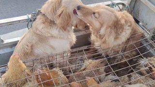 Yürekleri burktu: Sahipleri tarafından satılan köpekler gözyaşlarını yaladı