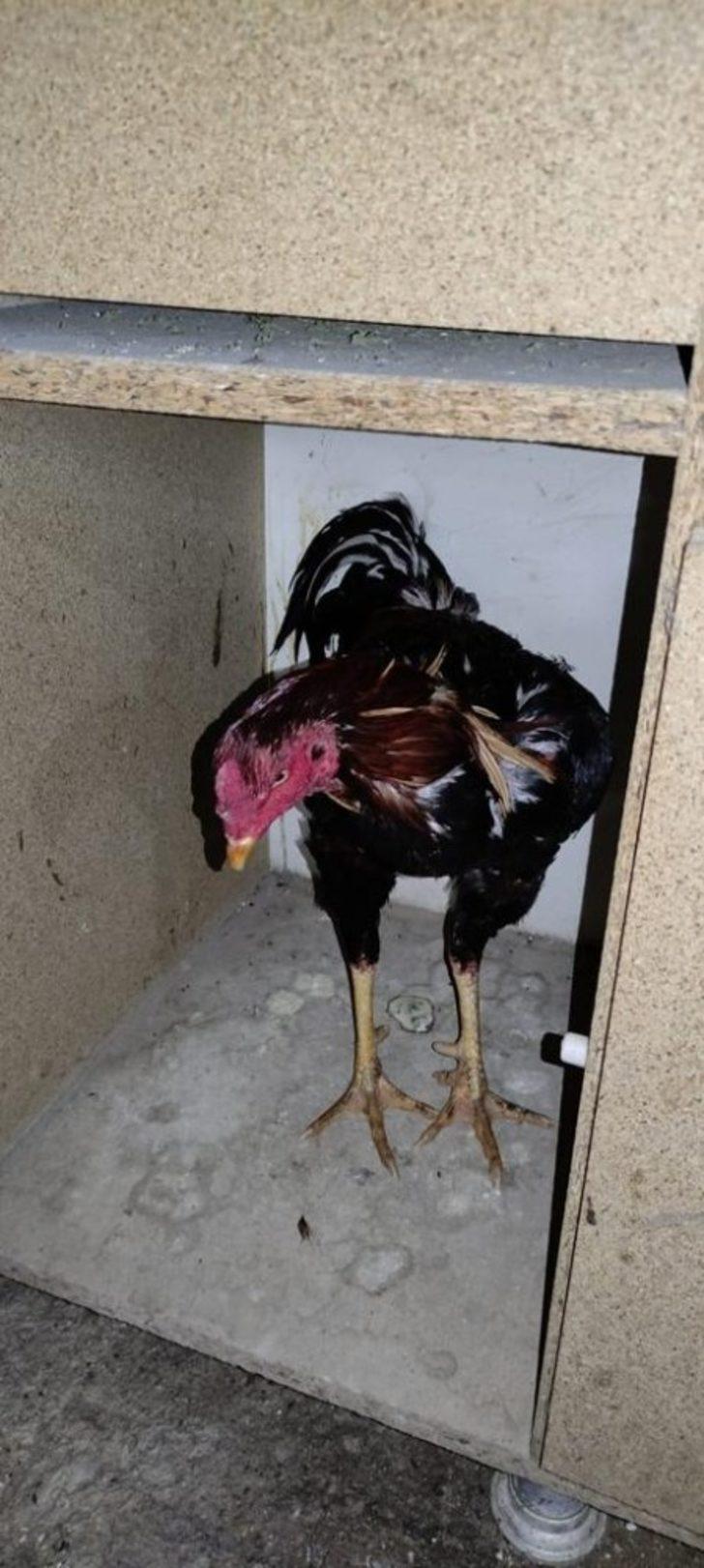 Manisa’da horoz dövüşüne ceza yağdı G2