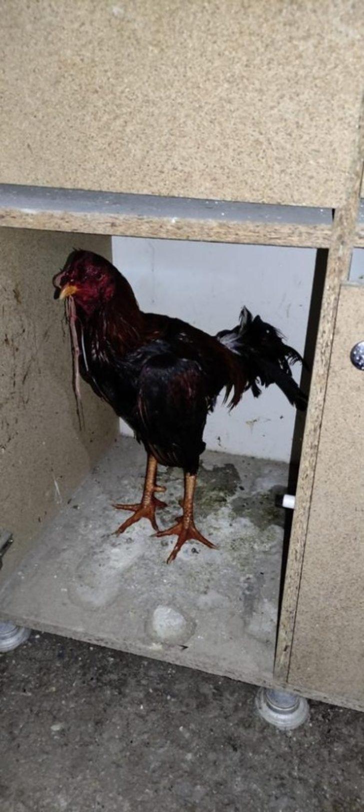 Manisa’da horoz dövüşüne ceza yağdı G3