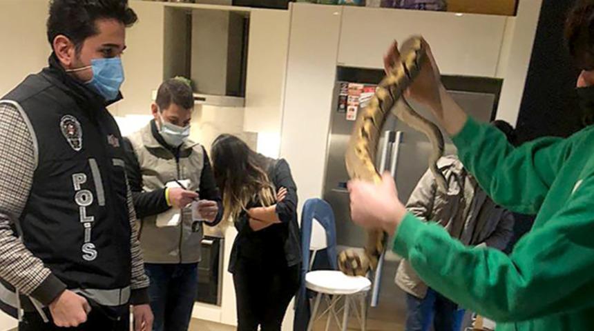 İstanbul'da ticareti yasak 21 piton ve 12 boa yılanı ele geçirildi