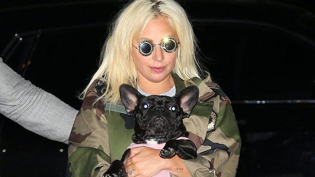 Lady Gaga nın köpeklerini gezdiren görevli vuruldu, iki köpeği kaçırıldı, getirene 500 bin dolar ödül vaat edildi 1