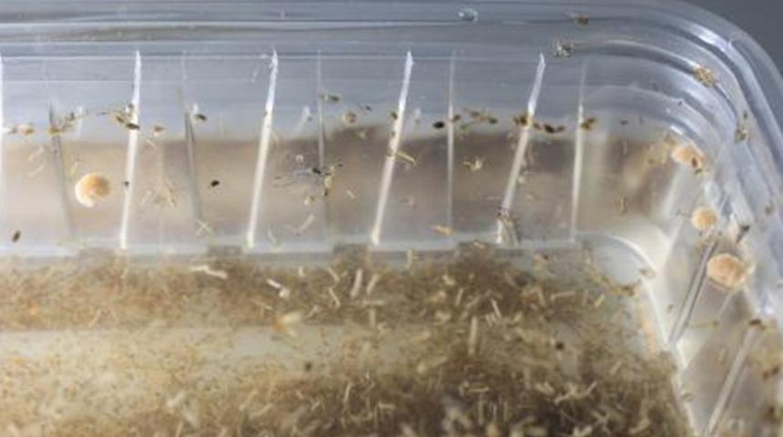 Prof. Dr. Hüseyin Çetin uyardı: Sivrisinek popülasyonunda artış bekleniyor