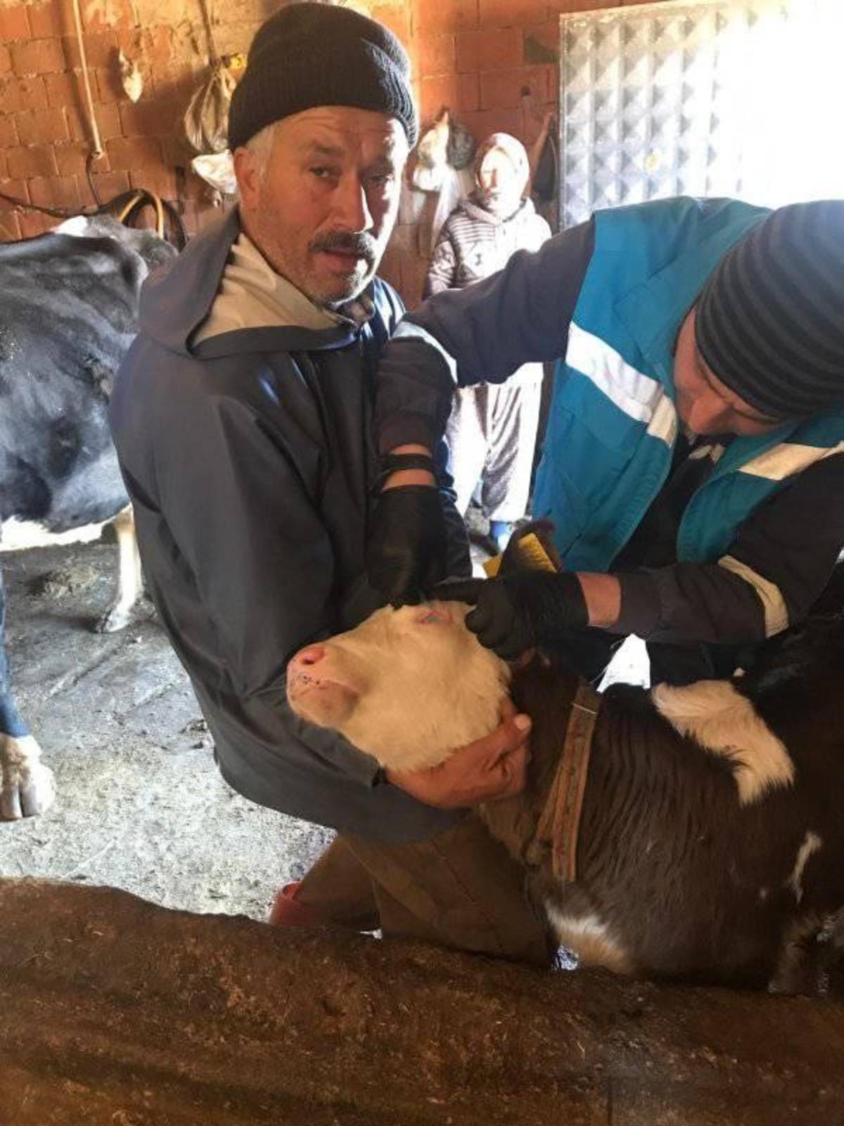 Şaphane&rsquo;de &rsquo;&rsquo;Şap ve brucella&rsquo;&rsquo; aşılama kampanyası