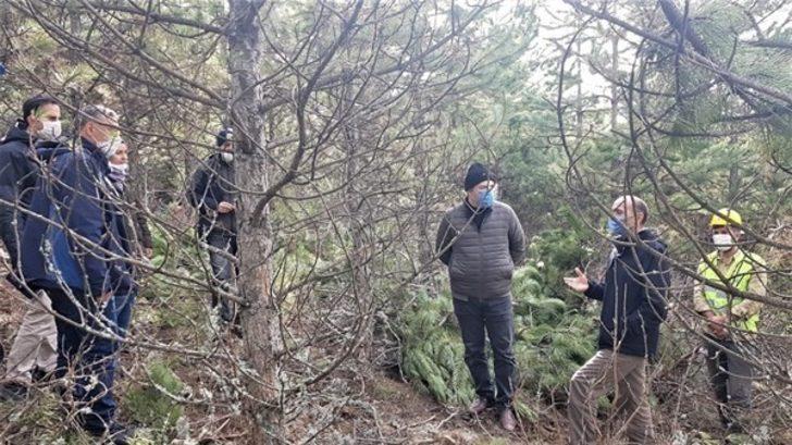 Domaniç ormanlarında sıklık bakımları G1