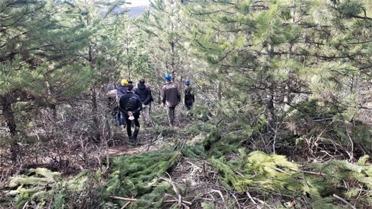 Domaniç ormanlarında sıklık bakımları G2