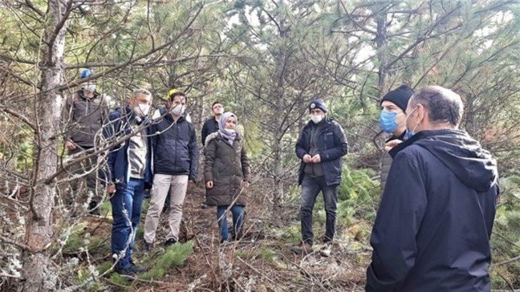 Domaniç ormanlarında sıklık bakımları G3