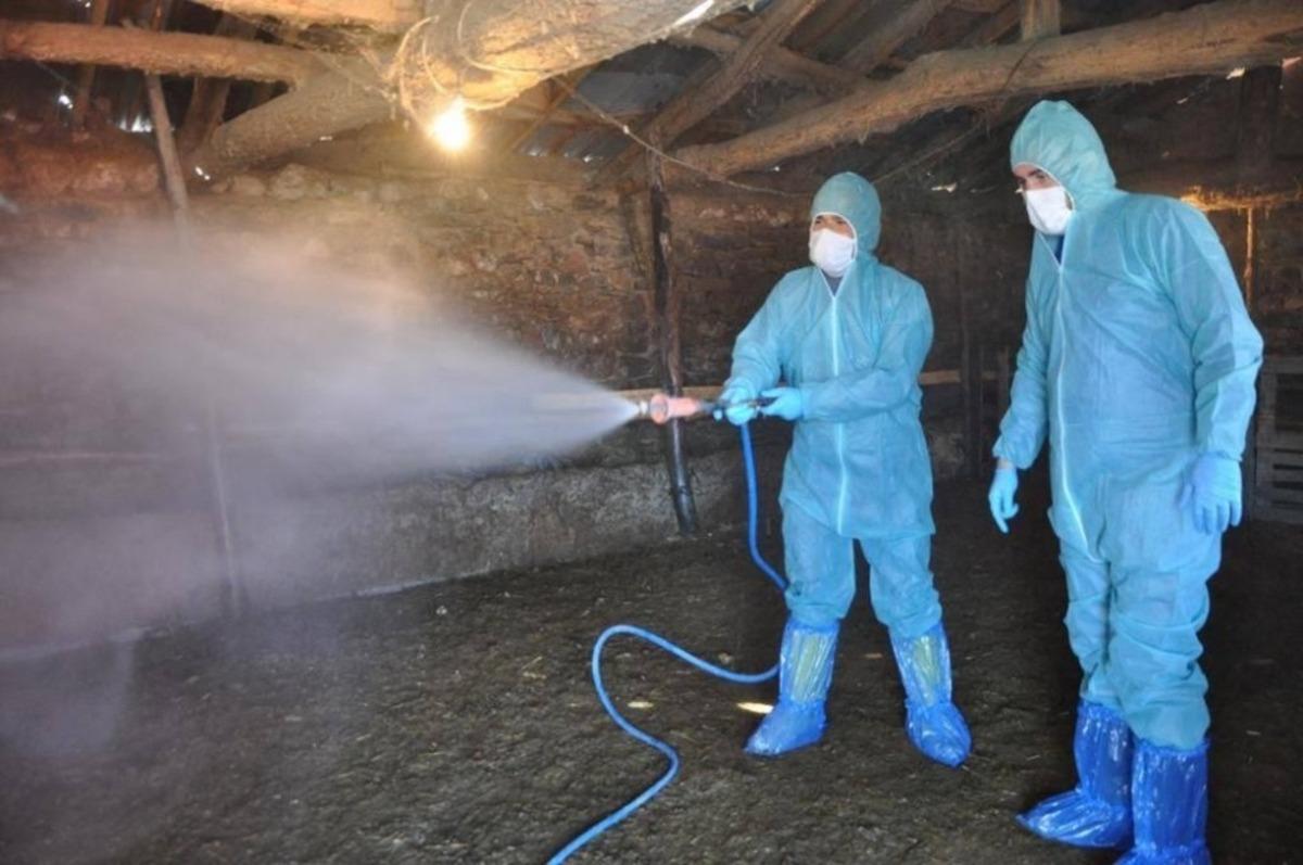 Hayvancılık işletmelerinde temizlik ve dezenfeksiyon &ccedil;alışması